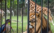 众御保险柜总部维修服务热线传授-大猩猩拽女游客头发视频引发热议